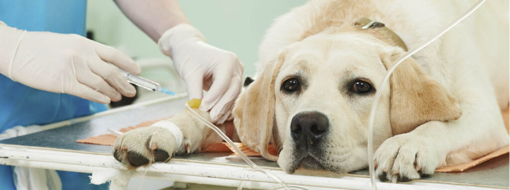 banner-gezondheidstraining-hond_2